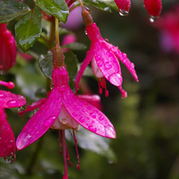 Fuchsia 'Lady Thumb'